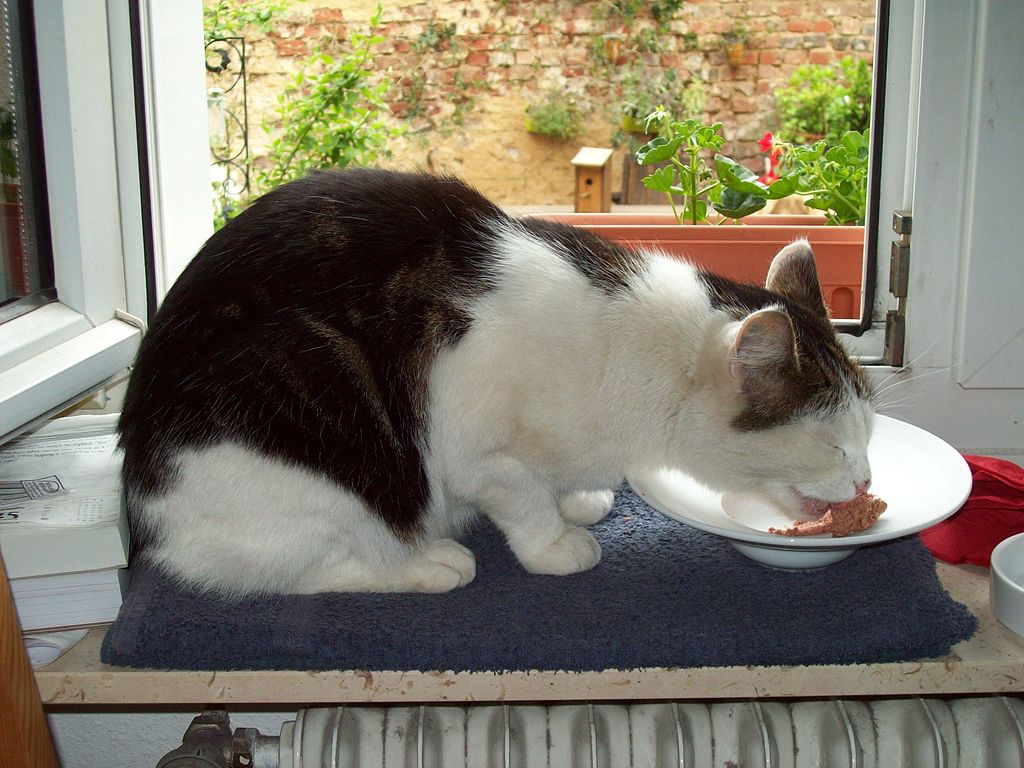 Cat eating a meal Carsondelake [CC BY-SA 3.0 (http://creativecommons.org/licenses/by-sa/3.0)], via Wikimedia Commons